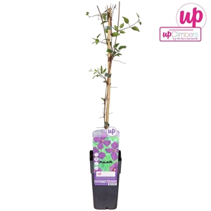 Clematis Polish Spir