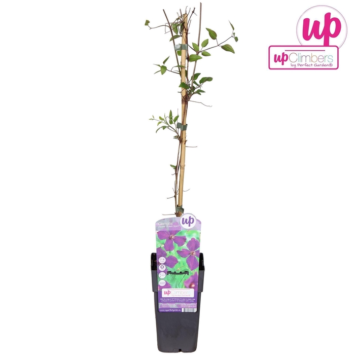 <h4>Clematis Polish Spir</h4>