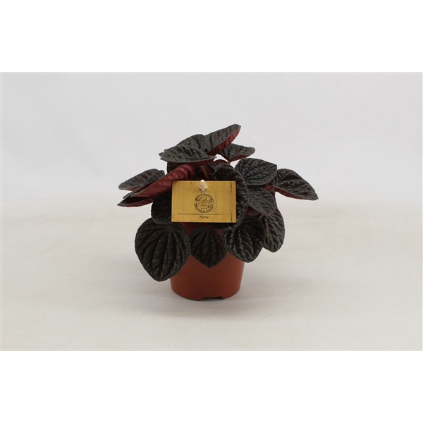 Peperomia Chocolat 12cm