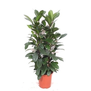 Ficus cyathistipula