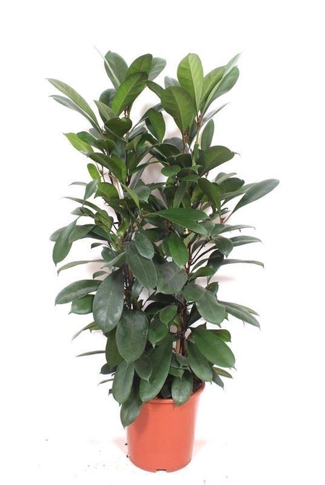 <h4>Ficus cyathistipula</h4>