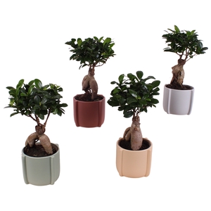 Ficus Mi Ginseng Keramiek