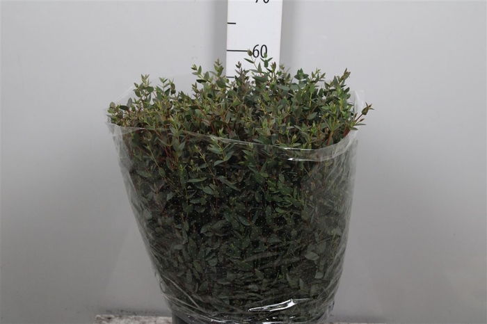 <h4>Euca Parvifolia Short Per Bunch</h4>