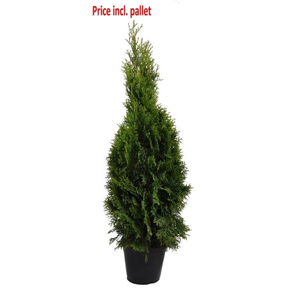 <h4>Thuja occ. Smaragd, plantmaat 80-100 cm - Rondgestoken - PALLET</h4>