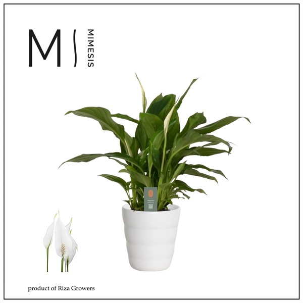 <h4>Mimesis Spathiphyllum Chopin - 9 cm in Laura keramiek - Basic</h4>