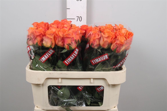 <h4>R Gr On Fire</h4>