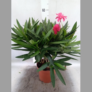 Nerium oleander   ...