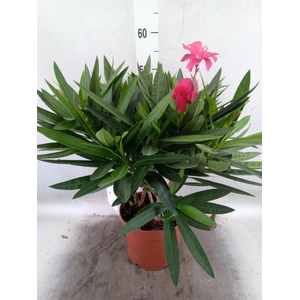 Nerium oleander   ...