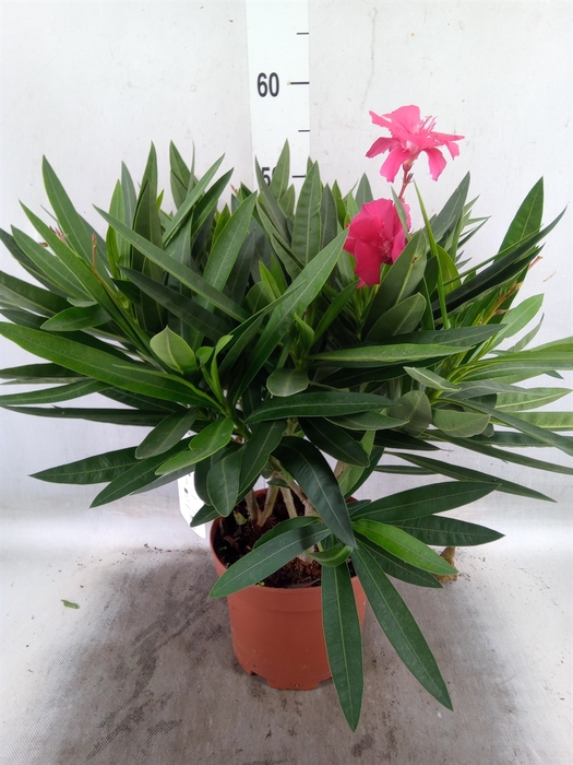 <h4>Nerium oleander   ...</h4>