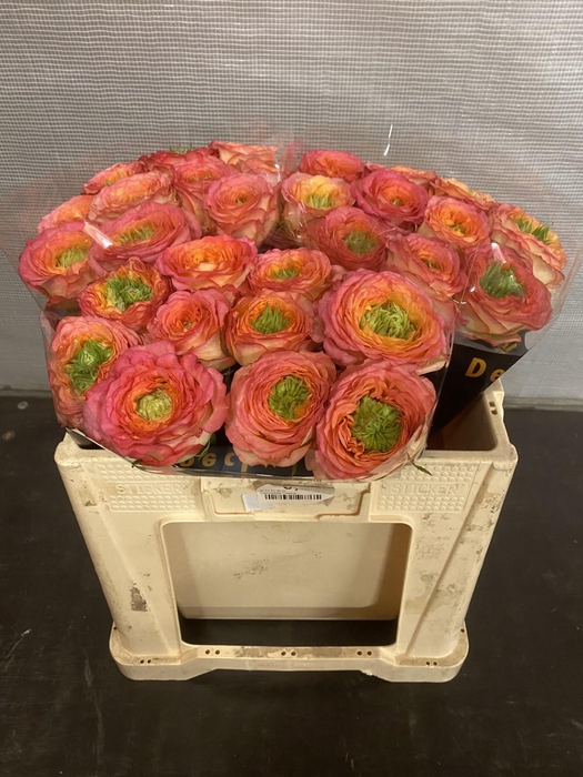 <h4>R GR HOUDINI</h4>