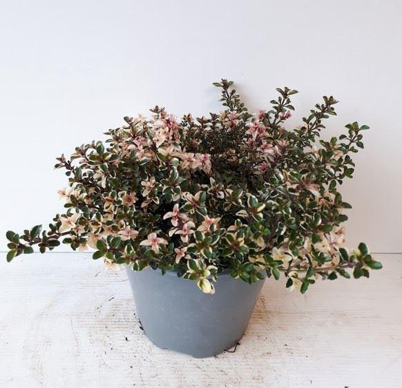 <h4>Thymus vulgaris</h4>