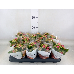 Kalanchoe blos. 'RosDon Nando'