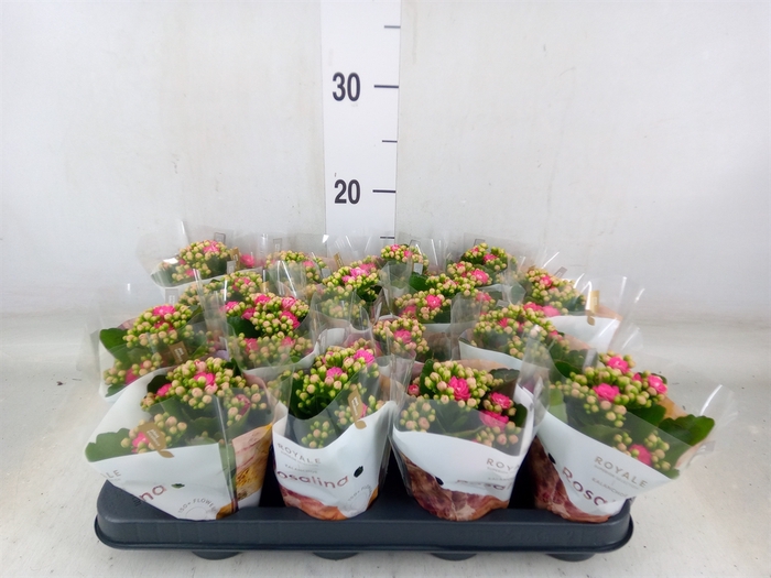 <h4>Kalanchoe blos. 'RosDon Nando'</h4>