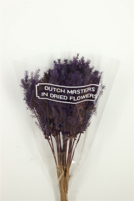 Dried Umbr. Plant Purple Bunch