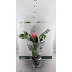 Aechmea fasciata 'Primera'