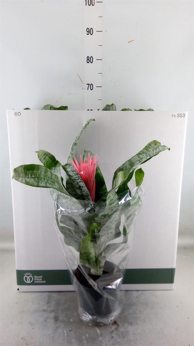<h4>Aechmea fasciata 'Primera'</h4>