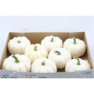 CUCURBITA PEPO