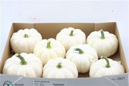 <h4>CUCURBITA PEPO</h4>
