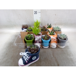 Succulents   ...