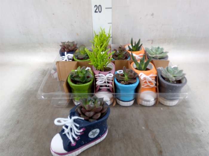<h4>Succulents   ...</h4>