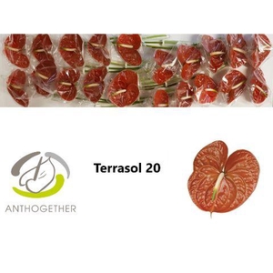 Anthurium Terrasol