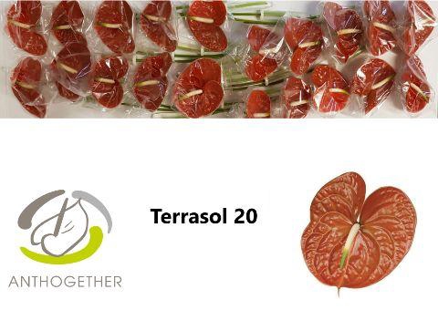 <h4>Anthurium Terrasol</h4>