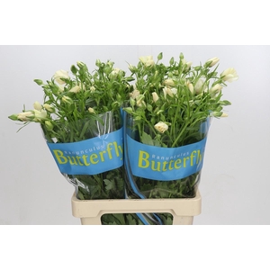 Ranunculus Butterfly Melissa