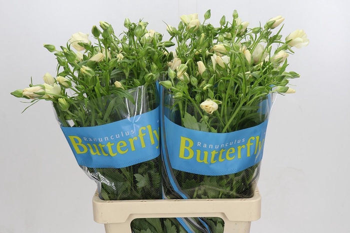 <h4>Ranunculus Butterfly Melissa</h4>