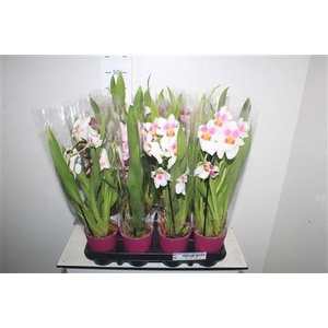 Milton Gem Cascade 1 Branche In Deco Pot