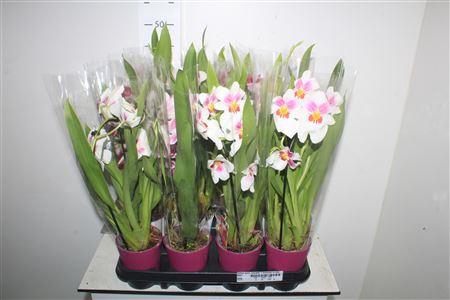 <h4>Milton Gem Cascade 1 Branche In Deco Pot</h4>