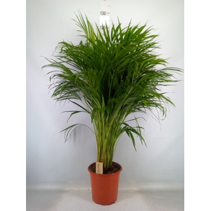 Dypsis lutescens   ...Chrysalidoca