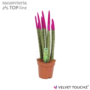 Sansevieria VELVET TOUCHZ® Fuchsia