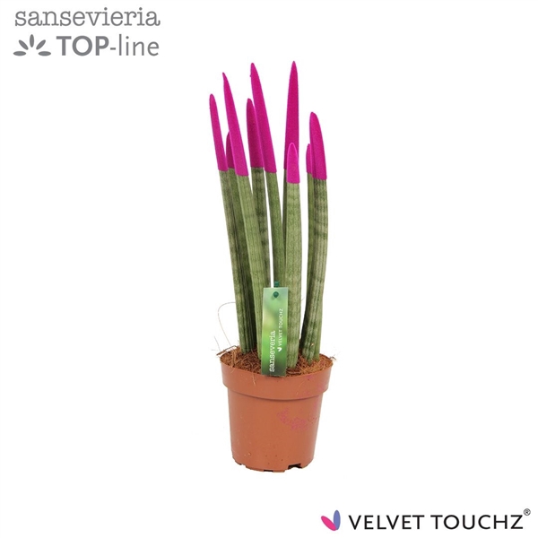 <h4>Sansevieria VELVET TOUCHZ® Fuchsia</h4>