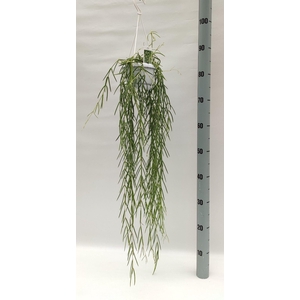 Hoya linearis