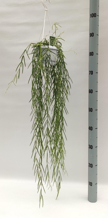 <h4>Hoya linearis</h4>