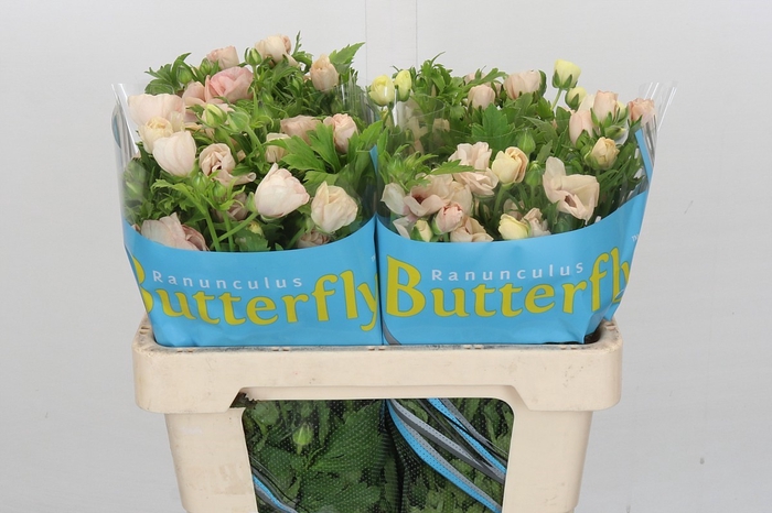 <h4>Ranunculus Butterfly Melissa</h4>