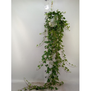 Hedera helix 'Pittsburgh'