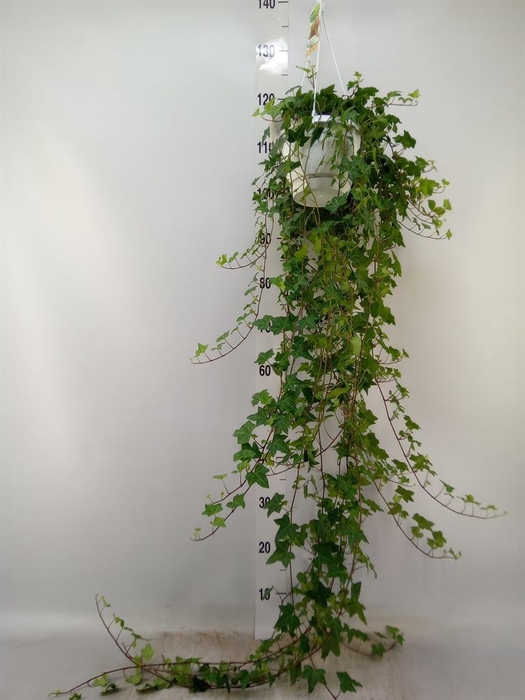 <h4>Hedera helix 'Pittsburgh'</h4>