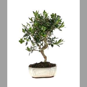 OLEA EUROPAEA