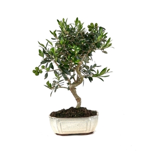 OLEA EUROPAEA