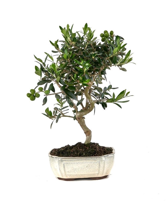 <h4>OLEA EUROPAEA</h4>