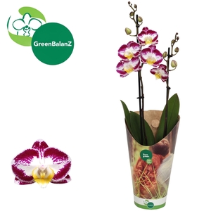 Phalaenopsis   ...lilac