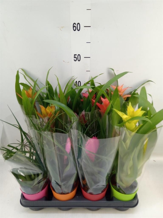 <h4>Bromelia   ...mix</h4>