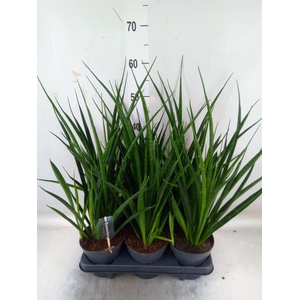 Sansevieria kirkii 'Friends'