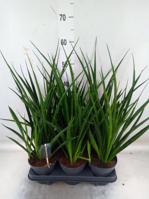 <h4>Sansevieria kirkii 'Friends'</h4>
