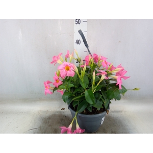Mandevilla   ...