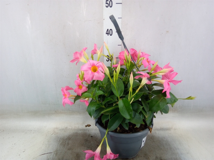 <h4>Mandevilla   ...</h4>
