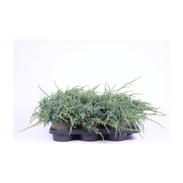 <h4>Juniperus squamata 'Blue Carpet'</h4>