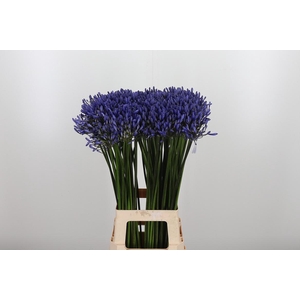 Agapanthus Dr.brouwer