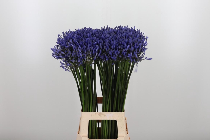 <h4>Agapanthus Dr.brouwer</h4>
